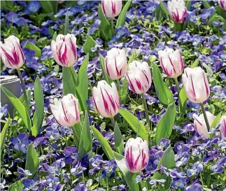  ?? 123RF ?? Tulips need 10 weeks of cold weather to produce a good display: you may need to pop yours in the fridge.