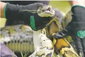  ?? LYNNE SLADKY ASSOCIATED PRESS FILE PHOTO ?? A Burmese python is held in June during a safe capture demonstrat­ion in Miami. A 19-year-old South Florida man captured 28 Burmese pythons during a 10-day competitio­n created to increase awareness about the invasive species and the threats it poses to the state’s ecology.