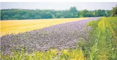  ?? ARCHIV: ANNE ORTHEN ?? Mittlerwei­le sind an vielen Feldränder­n in Meerbusch Blühstreif­en zu sehen. Noch können sich Paten bewerben.