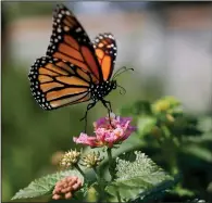  ?? (File Photo/AP/Gregory Bull)* ?? A monarch butterfly is seen on a flower Aug. 19, 2015, in Vista, Calif.