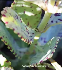  ??  ?? Kalanchoe marmorata