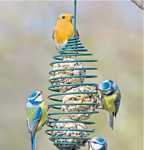  ??  ?? Keep the birds topped up this winter with some fatballs in your feeder.