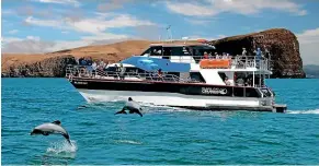  ?? BLACK CAT CRUISES ?? Black Cat Cruise boats have often left Akaroa Harbour and travelled past the Akaroa Heads to find dolphins this summer.