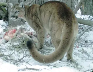  ?? Parks Canada ?? Four cougars were caught on camera in January feasting on a dead deer on Sulphur Mountain near Banff.