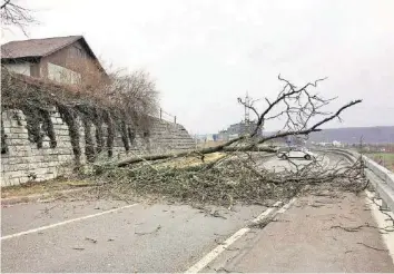  ?? LESER-REPORTER ?? In Frenkendor­f BL stürzte ein morscher Baum auf die Strasse.