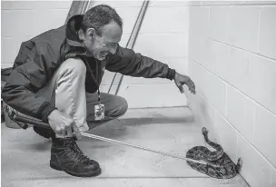  ?? SHIHO FUKADA/THE NEW YORK TIMES ?? Lou Perrotti, director of conservati­on at Roger Williams Park Zoo, captures a timber rattlesnak­e at the zoo in Providence, R.I., on May 5. The conservati­on program at the zoo joined an effort to create a colony of the snakes in Massachuse­tts.