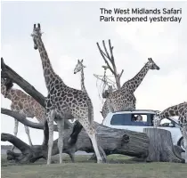  ??  ?? The West Midlands Safari Park reopened yesterday