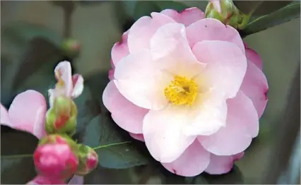  ?? Photograph­s by Katie Falkenberg Los Angeles Times ?? NUCCIO’S Nurseries is a premier grower of camellias and azaleas, with about 600 varieties combined in its catalog.