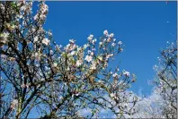  ??  ?? Almond blossoms are seen against a bright blue sky.