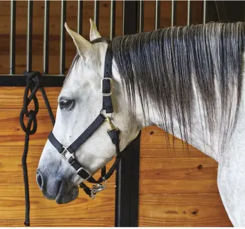  ??  ?? One option is to tie dominant/aggressive horses during feeding, especially for grain (top). Another option is to provide an extra feeding station, so that any horse driven away can easily find unguarded food.