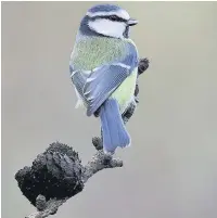  ?? Peter Smith ?? ●● A blue tit perched on a branch