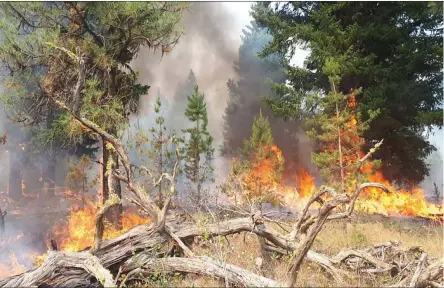  ?? BCWS/Special to The Herald ?? Flames burn forest in the White Rock Lake area in this undated photo provided by BC Wildfire Service. The blaze is one of several presently burning in the Okanagan Similkamee­n.