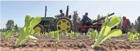  ??  ?? Workers plant romaine lettuce Thursday at the EG Richter Family Farm in Puyallup, Wash. Owner Tim Richter says he urges consumers to stay away from bagged lettuce and to always cut and wash their own produce. TED S. WARREN/AP