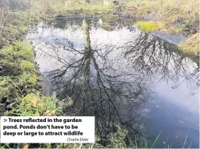  ?? Charlie Elder ?? > Trees reflected in the garden pond. Ponds don’t have to be deep or large to attract wildlife