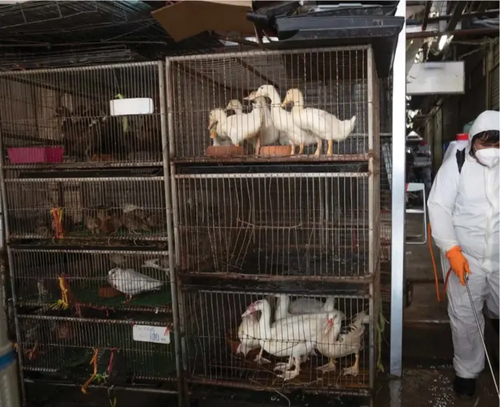 ??  ?? Langs veggene på dyremarked­et i Bangkok står bur fylt med dyr stablet oppå og ved siden av hverandre.
