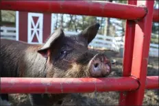  ?? NANCY LANE — BOSTON HERALD ?? The Animal Rescue League is looking for a special home for an abandoned pig named Clarendon on February 1, 2023in Dedham, MA.