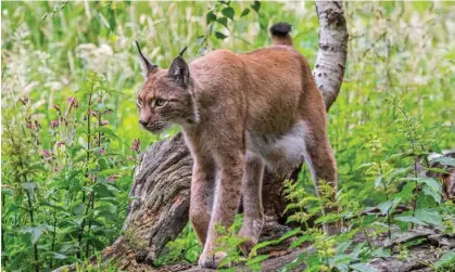  ?? Picture Library/Alamy ?? Young Eurasian lynx. In France the lynx population has a level of genetic diversity equivalent to only 38 animals. Photograph: Arterra