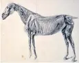  ??  ?? Under the skin: The Fourth Anatomical Table of the Muscles … of the Horse