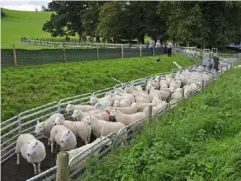  ??  ?? Sheep farming in Llandeilo, Carmarthen­shire: Welsh farmers fear immigratio­n, though there are comparativ­ely few immigrants in the area (Rex)