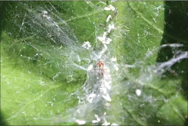  ?? (SPECIAL TO THE DEMOcrat- ?? SUMMER 2020 SAW WHITEflIES INFESTING A WIDE RANGE OF PLANTS, INCLUDING THIS CROWN OF THORNS.Gazette/Janet B. Carson)