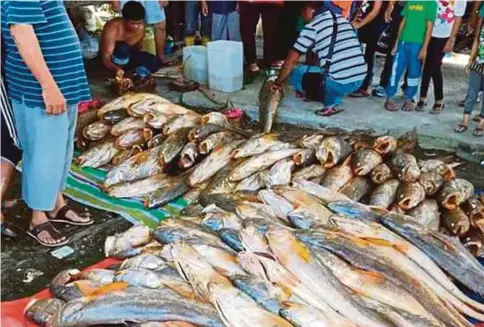  ??  ?? SEORANG nelayan berjaya menangkap 209 ikan panjang di Sungai Batang Lupar di Lingga.