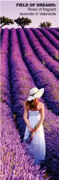  ??  ?? FIELD OF DREAMS: Rows of fragrant lavender in Valensole