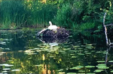  ?? GINA JOSEPH — THE MACOMB DAILY ?? Swans are a common sight in Michigan but during the fall season when birds are migrating to their natural habitats, one never knowswhat theymight see during a walk in thewoods.