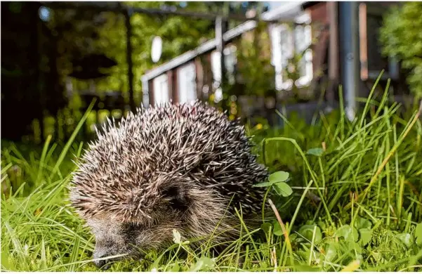  ?? Foto: Klaus-dietmar Gabbert/dpa ?? Die Wanderung durch hohes Gras kann für Igel tödlich enden. Immer wieder überfahren Mähroboter Igel, die im Garten unterwegs sind. Meist werden die Tiere dabei schwer oder gar tödlich verletzt.