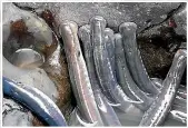  ?? PHOTO: JANE KITSON/STUFF ?? The jawless lamprey uses suction to carry itself over rocks in rivers.