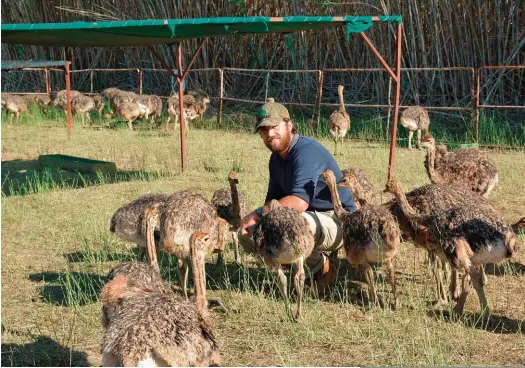  ??  ?? Mnr. Jacques Coetzee van Kandrift Boerdery by Oudtshoorn by sy volstruisk­uikens.