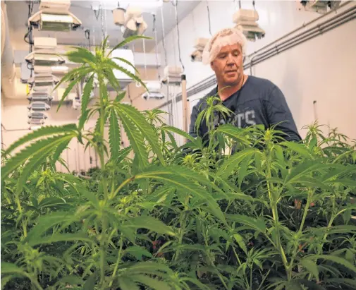  ?? • AARON BESWICK THE CHRONICLE HERALD ?? Frank Macmaster, president and head grower at Highland Grow Inc. in Ohio, Antigonish County, checks his marijauna crop.