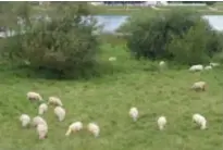  ?? FOTO KOEN LUTS ?? De kudde schapen aan het Schulensme­er.