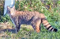  ?? NATURSCHUT­ZBUND (2) ?? Der Fotograf war eigentlich beim Vogelbeoba­chten, als ihm unverhofft eine Wildkatze vor die Linse lief