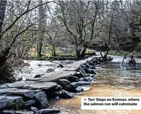  ?? ?? Tarr Steps on Exmoor, where the salmon run will culminate