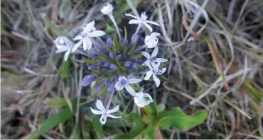  ?? Photo: Someleze Mgcuwa ?? The purple flowers of isicimamli­lo.