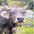  ?? FOTO: DPA ?? Kühe mit Figurprobl­em will die Schweiz nicht haben.