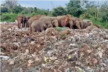 ??  ?? This herd of elephants has taken to feeding at the garbage dump off Dambulla. A post mortem of an elephant who died revealed polythene bags collected in its intestines