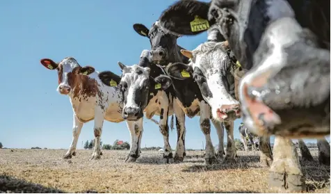  ?? Foto: Jan Woitas, dpa ?? Da ist nichts mehr abzugrasen: Die anhaltende Trockenhei­t macht vor allem Bauern im Norden und Osten zu schaffen. Doch auch in der Region fehlt das Heu. Manche Land wirte müssen schon jetzt das für den Winter gedachte Futter verfüttern.