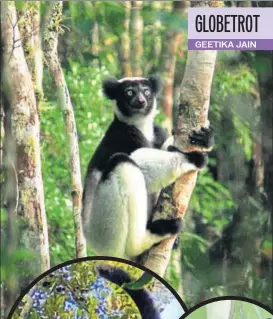  ?? PHOTO: ISTOCK PHOTOS: GEETIKA JAIN ?? The diademed sifaka, an endangered species, is one of the lemurs found in rainforest­s in eastern Madagascar. Lemurs evolved in an era before monkeys such as vervets and baboons.