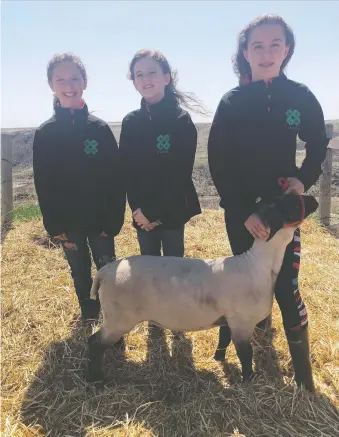  ??  ?? The Rempfer sisters — Breeana, 10, Payton, 11, and Dakota, 13 — have raised a lamb that they are auctioning off, to raise funds for Ronald Mcdonald House — an organizati­on that supports families of sick children in hospital.