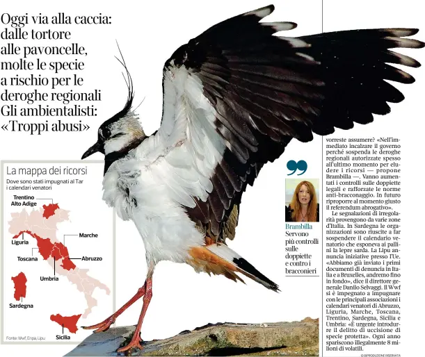  ?? (Lipu/sebastiani) ?? Pavoncella (Vanellus vanellus)Si stima che in Italia ce ne siano fra 4.800 e 6.050