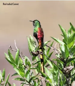  ??  ?? Red-tailed Comet