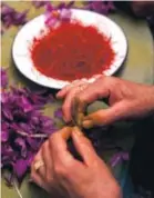  ??  ?? A worker plucks the red stigmas from crocus flowers during the saffron harvest. Associated Press file