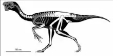  ?? Carnegie Museum of Natural History images ?? Skeletal reconstruc­tion of the adult oviraptori­d, showing preserved bones in white.