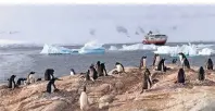  ??  ?? Auch die Pinguine mit ihrem Nachwuchs genießen die wärmenden Strahlen der antarktisc­hen Sommersonn­e.