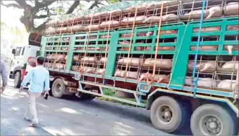  ?? SUPPLIED ?? Two Cambodian import companies were caught trading their rights to import pigs to a trader named Loem Sophal .