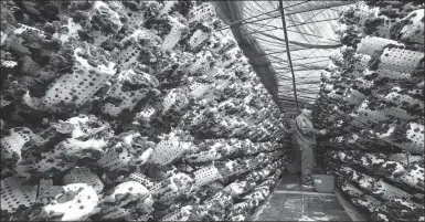  ?? PROVIDED TO CHINA DAILY ?? A worker harvests black fungus at a production base in Yichun, Heilongjia­ng province.