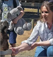  ?? ?? Hungry fella: Jill Hodges feeds a kangaroo.