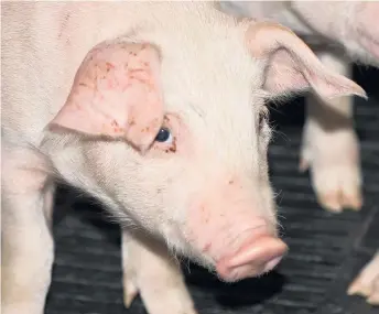  ??  ?? Les porcs sont des animaux particuliè­rement vulnérable­s en périodes de grandes chaleurs et d’humidité.