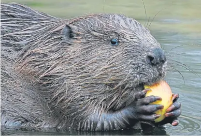  ??  ?? Beavers build dams in rivers which can boost biodiversi­ty by creating habitats for other animals.